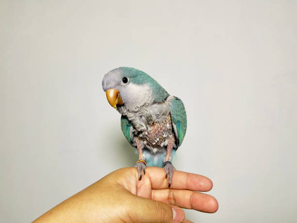 istock Monk parakeet (Myiopsitta monachus) or quaker parrot problem feathers sitting on hand missing many feathers result of fungus 2157288235