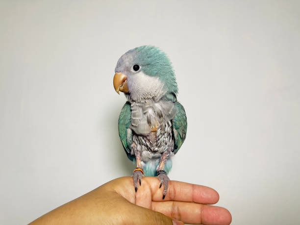 istock Monk parakeet (Myiopsitta monachus) or quaker parrot problem feathers sitting on hand missing many feathers result of fungus 2157288239