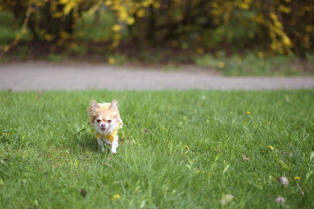 Close-up portrait of a white and brown chihuahua in the park