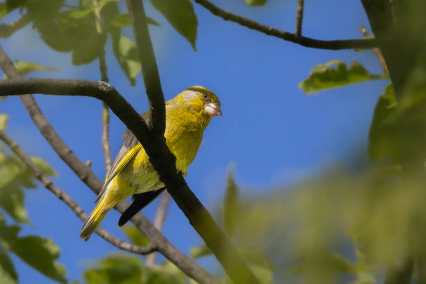 European greenfinch (Chloris chloris) eating on a sunflower seeds.