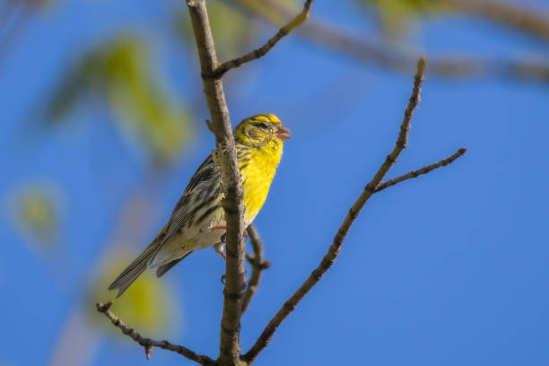 istock European Serin perched on a tree branch in the morning light 2157289124