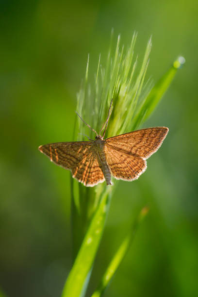 The color is variable ranging from yellow brown to dark brown. The appearance is mottled with bands and spots. The brown cross bands on both forewings and hindwings vary in width and there may be no cross bands at all only small dark brownish spots. Males have comb-like antennae.