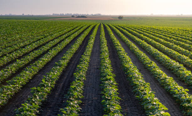 istock Soybean field with rows of soya bean plants 2157289894