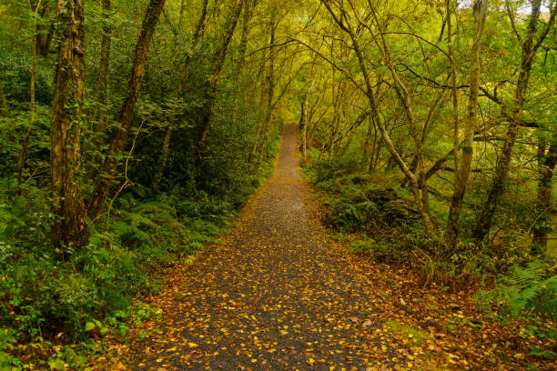 View of a forest footpath, in the woodland on the shores of the Mawddach Estuary, in Snowdonia National Park, the North of Wales, UK