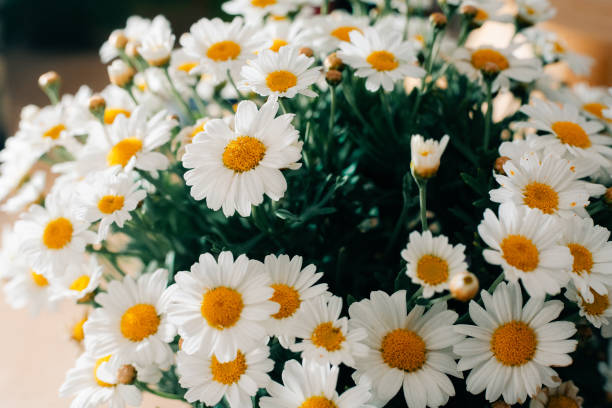 istock Fresh White Daisies with Yellow Centers in Bloom 2157290428