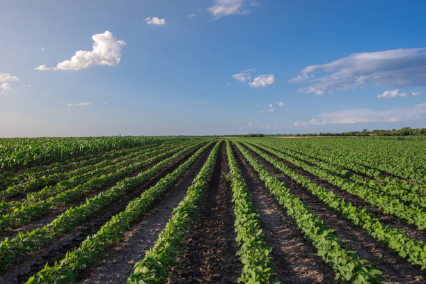 istock Soybean field with rows of soya bean plants 2157290898