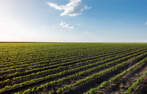 istock Soybean field with rows of soya bean plants 2157290906