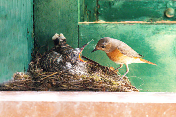 istock Common redstart bird (Phoenicurus phoenicurus) feeds a young cuckoo (Cuculus canorus) on the nest. 2157292350