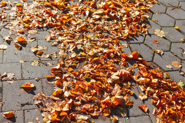 Fall, autumn, close-up image of a dirt trail, path with orange, red, and yellow leaves on the ground.