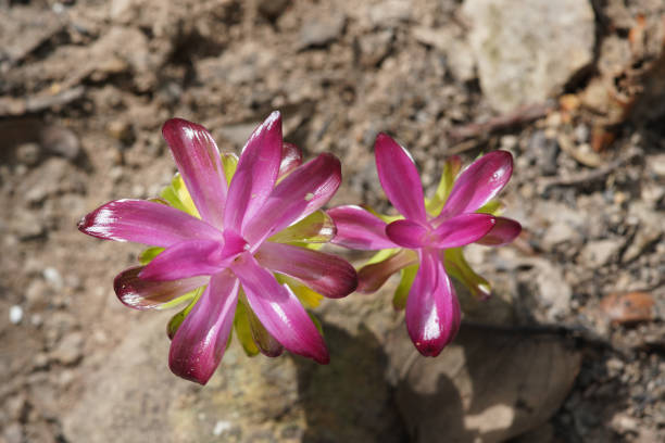 Curcuma Zanthorrhiza (Siam Tulip Curcuma Alismatifolia) white Flower In The Nature and in the garden