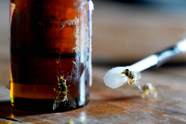 fruit flies and Chemicals that lure insects
