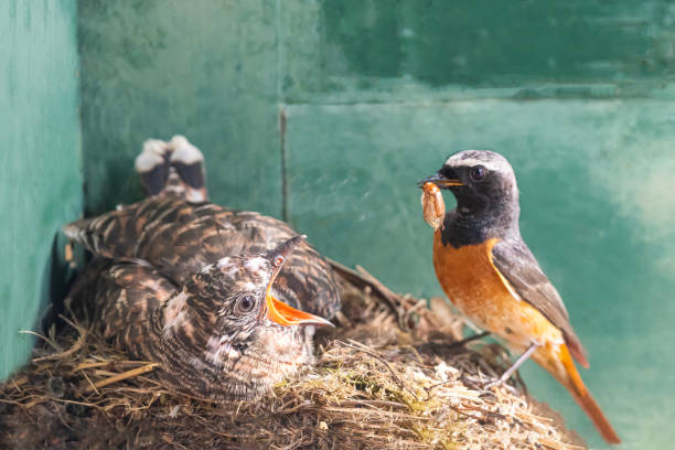istock Common redstart bird (Phoenicurus phoenicurus) feeds a young cuckoo (Cuculus canorus) on the nest. 2157296045