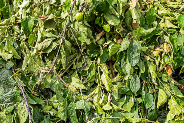 istock background of dry green cut fruit branches. garden care 2157296313