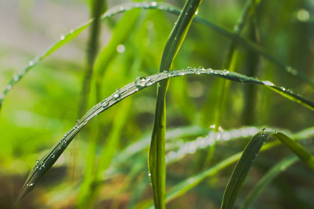 istock Beautiful dew on the leaves 2157297752
