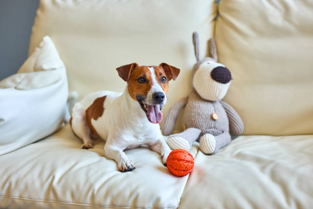 istock Smiling Jack Russel terrier dog perched and begging for attention 2157297885