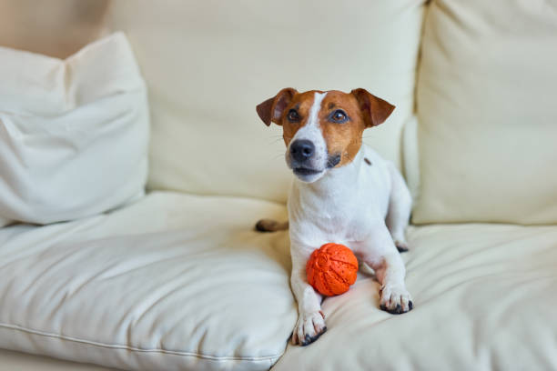 Cute dog with toy ball while hanging with paws over the sofa. Smiling Jack Russel terrier dog perched and begging for attention, waiting for someone to play with him. Dog at home modern living room.