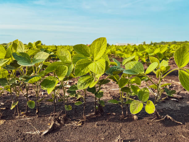 istock Young Soybean Crops in an Agricultural Field 2157300434
