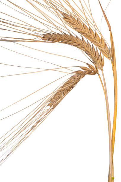 istock ears of barley 2157300786