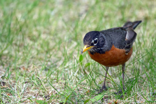 istock American robin bird is foraging in green grass in spring. 2157300793