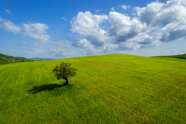 Umbria, Italy:\nLonely tree in the fields