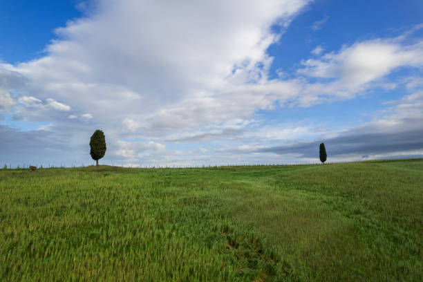 Isolated cypress trees on green hill against cloudy and blue sky, Val d'Orcia, UNESCO World Heritage Site, Siena province, Tuscany, Italy, Europe