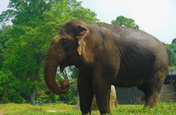 istock An elephant animal standing on green grass in the zoo 2157303010