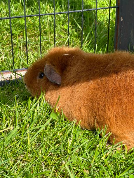 Guinea pig in the garden