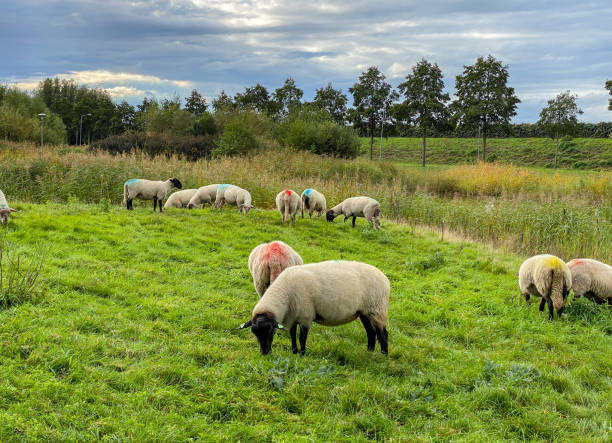 istock Sheep graze in a green meadow by the pond. 2157304969