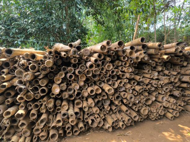 istock Many piles of dry bamboo 2157305089