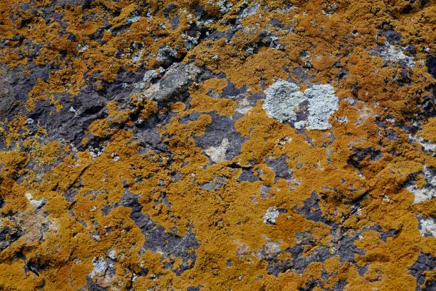 mould and moss on the surface of rock