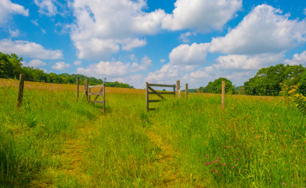 Fields and trees in a green hilly grassy landscape under a blue sky in sunlight in summer, Voeren, Limburg, Belgium, June, 2024