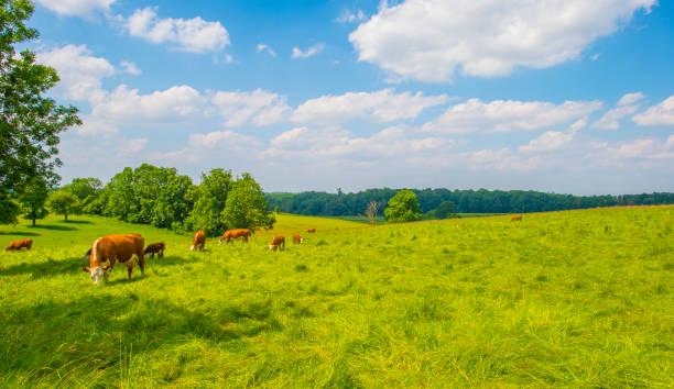 istock Fields and trees in a green hilly grassy landscape under a blue sky in sunlight in summer 2157305361