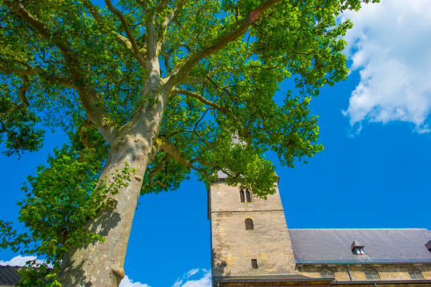 North brabant : Woudrichem settlement and a fortification  city.  You looking at the church and rooftops.  Postcard view.