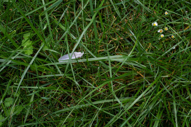 Background top view close up of long uncut garden grass.