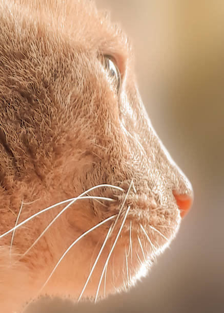 istock Orange male cat extreme closeup shot 2157308935