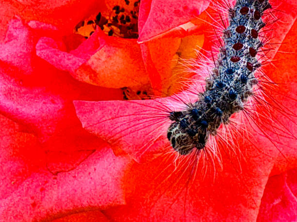 A gypsy moth caterpillar resting on a vibrant red flower.