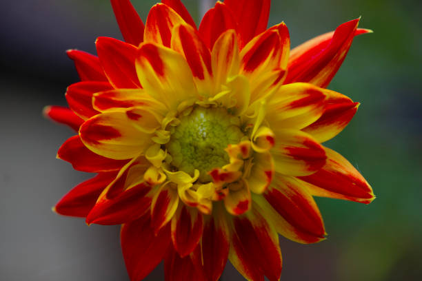 Capturing a Procyon dahlia bloom opening in early June.