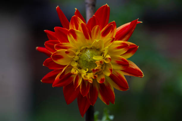 Capturing a Procyon dahlia bloom opening in early June.