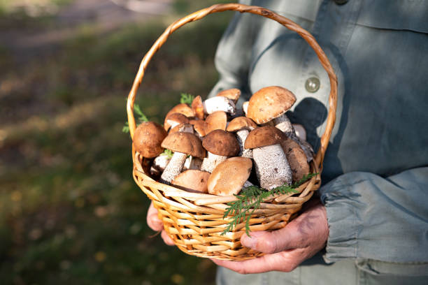 istock Cep or Boletus Mushroom growing on lush green moss in a forest, low angle view 2157312002