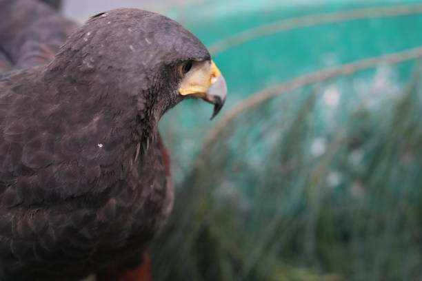 Close up detail with a Harris s hawk (Parabuteo unicinctus). Portrait of a bird of prey.