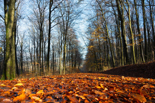Forest in autumn, colorful foliage on the tree, path through deciduous trees, landscape