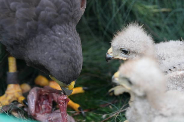 istock The Harris's Hawk takes care young hawks. 2157313867