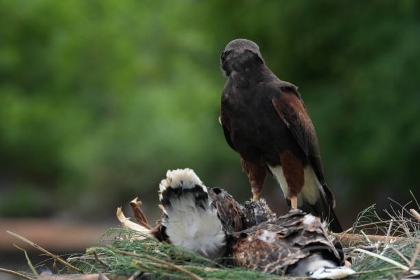 istock The Harris's Hawk takes care young hawks. 2157313908