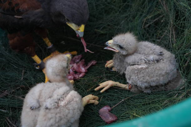 istock The Harris's Hawk takes care young hawks. 2157314009
