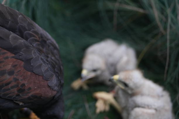 istock The Harris's Hawk takes care young hawks. 2157314015