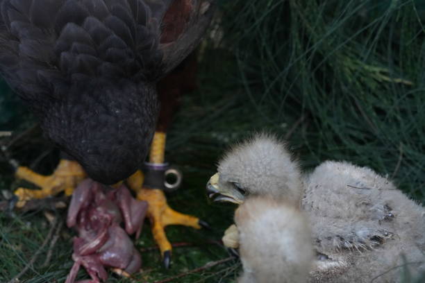 istock The Harris's Hawk takes care young hawks. 2157314097