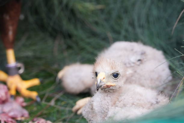 istock The Harris's Hawk takes care young hawks. 2157314135