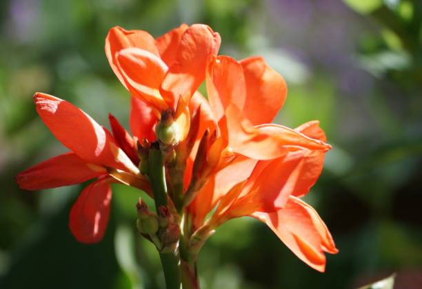 istock Sonoran Desert Flower 2157314825