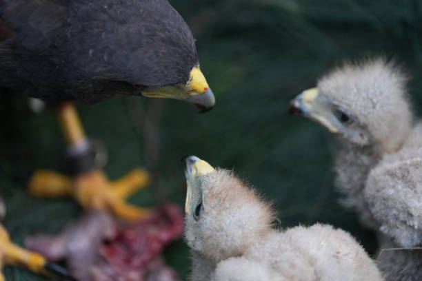 istock The Harris's Hawk takes care young hawks. 2157315860