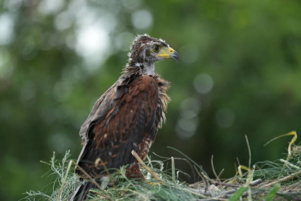 istock Young little Harris's Hawk living in nature 2157316073